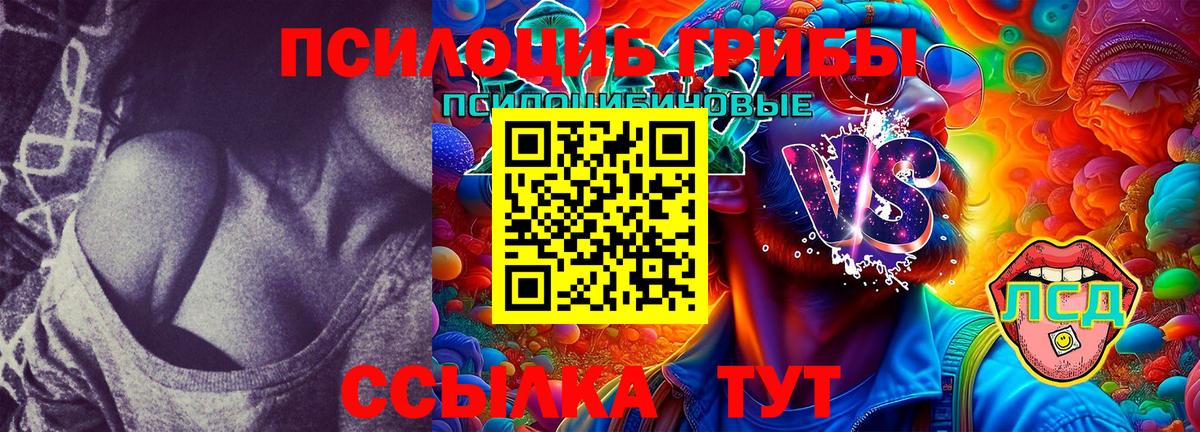 Медногорск  Псилоцибиновые грибы Cubensis  Вход с VPN 